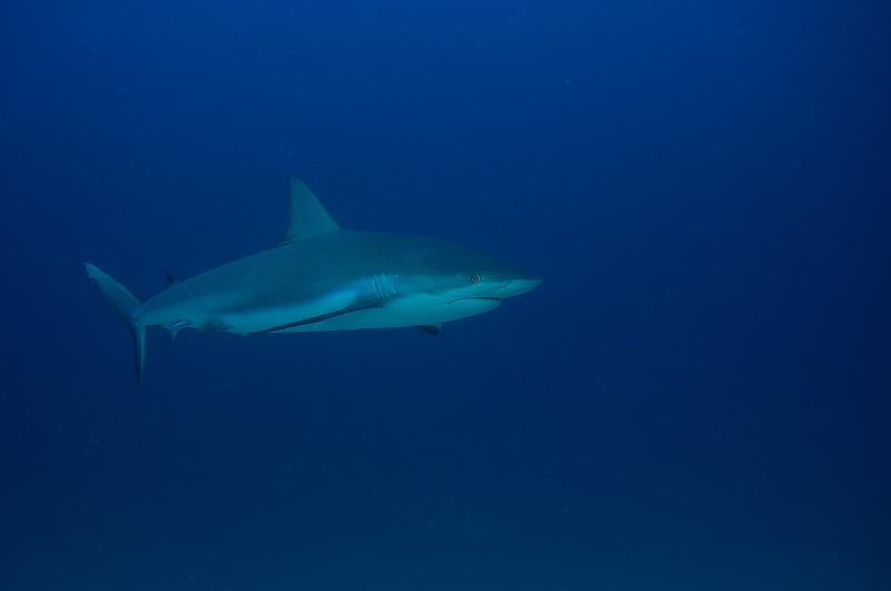 St Martin shark hotel 20 aout 2010_48.jpg